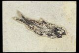 Fossil Fish (Knightia) - Green River Formation #126144-1